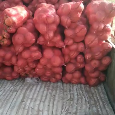 金瓜，陕北沙地南瓜，面.甜