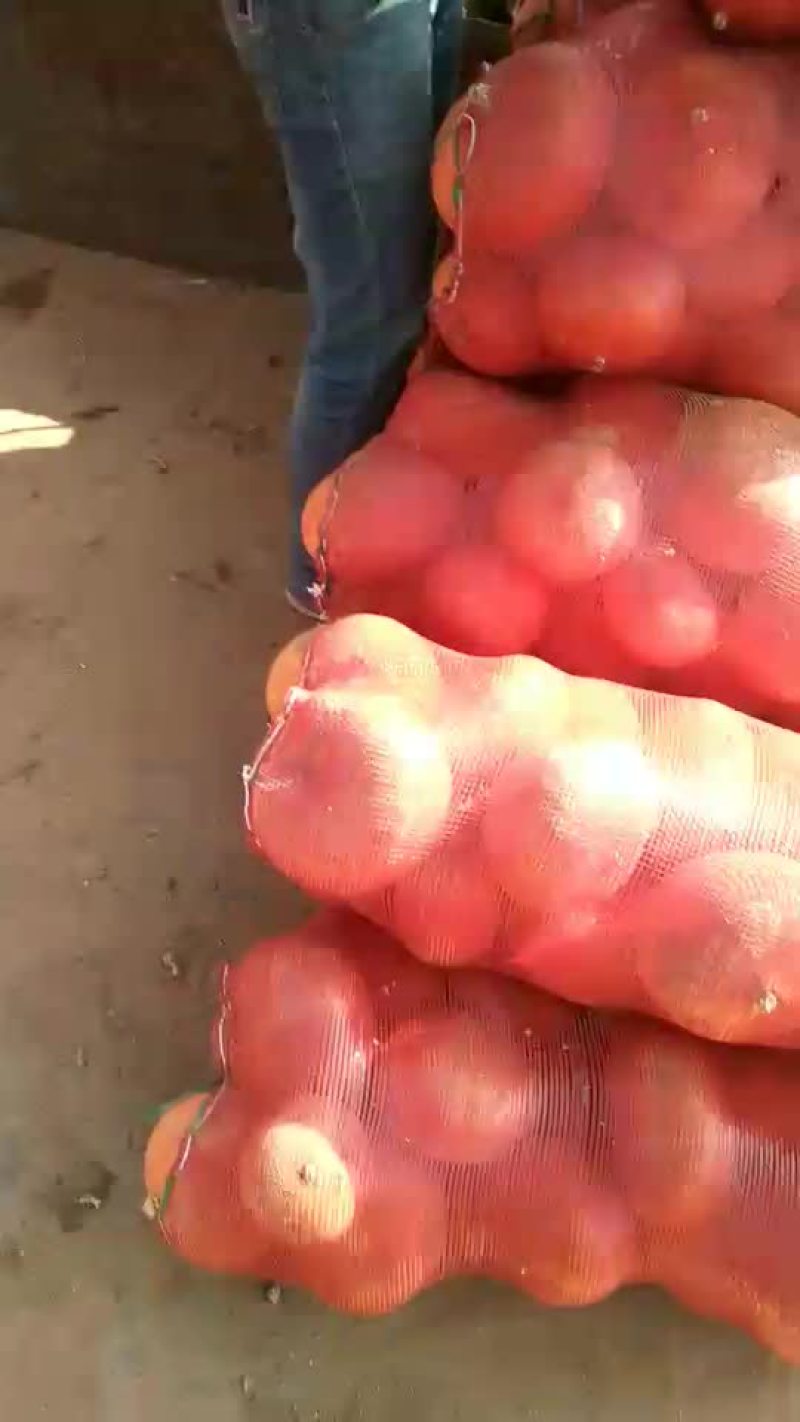 金瓜，陕北沙地南瓜，面.甜