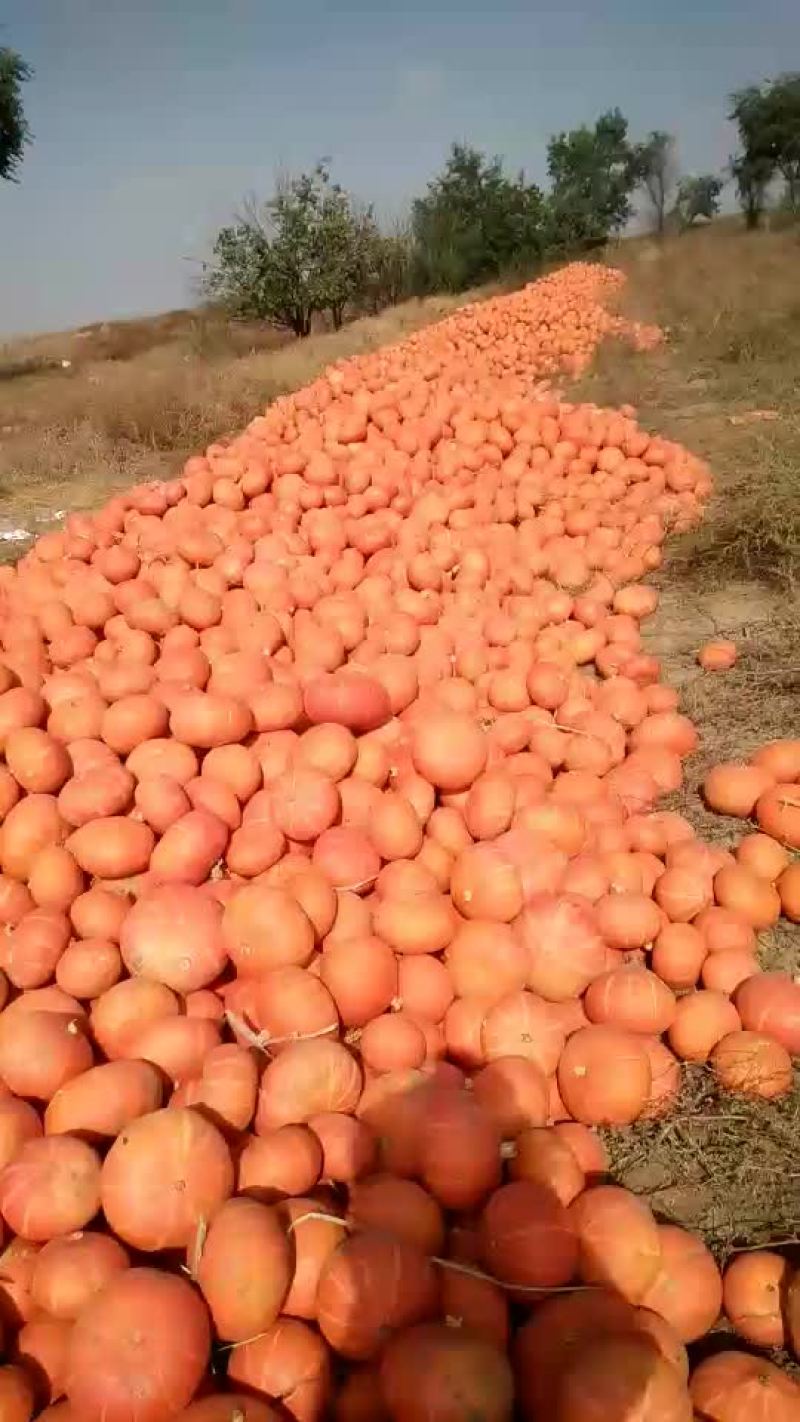 金瓜，陕北沙地南瓜，面.甜