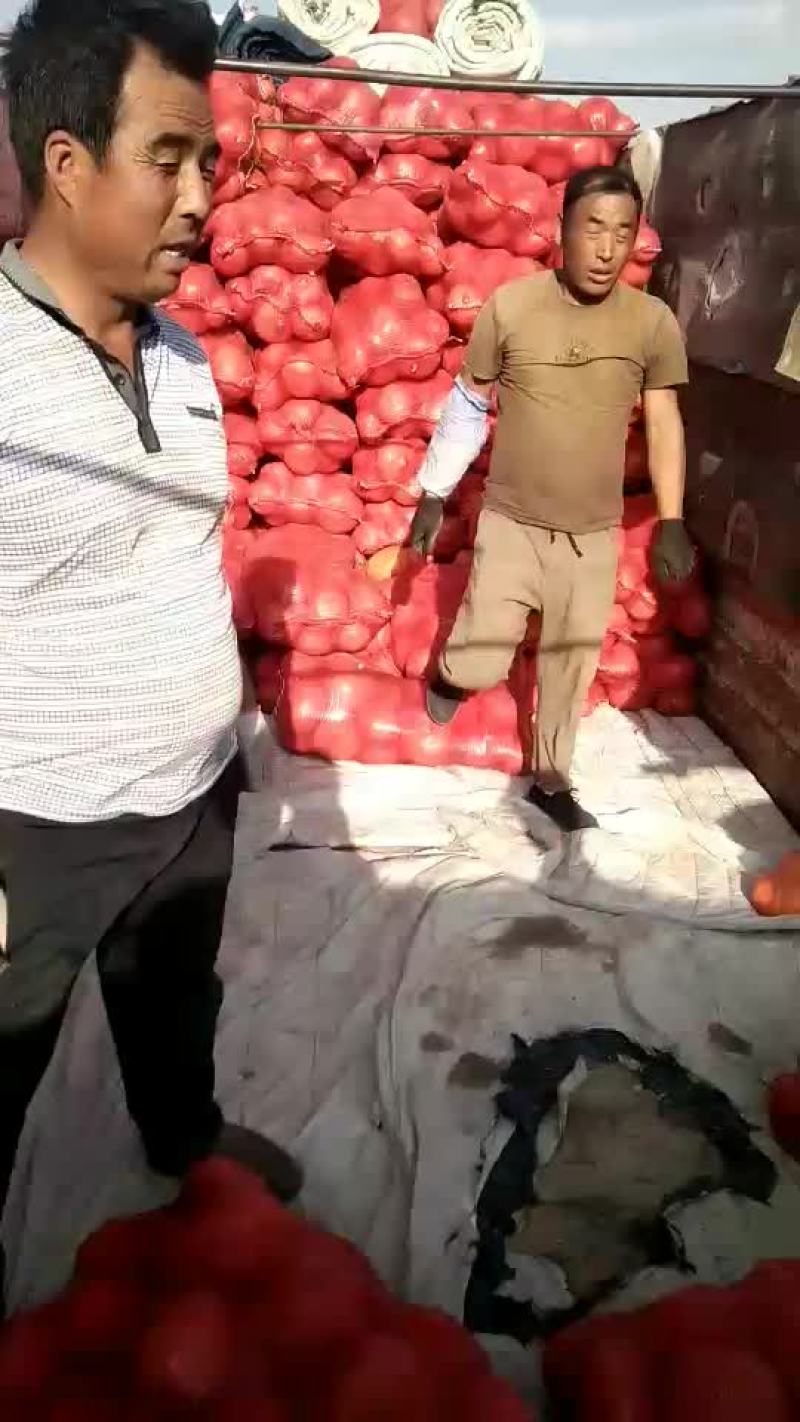 金瓜，陕北沙地南瓜，面.甜