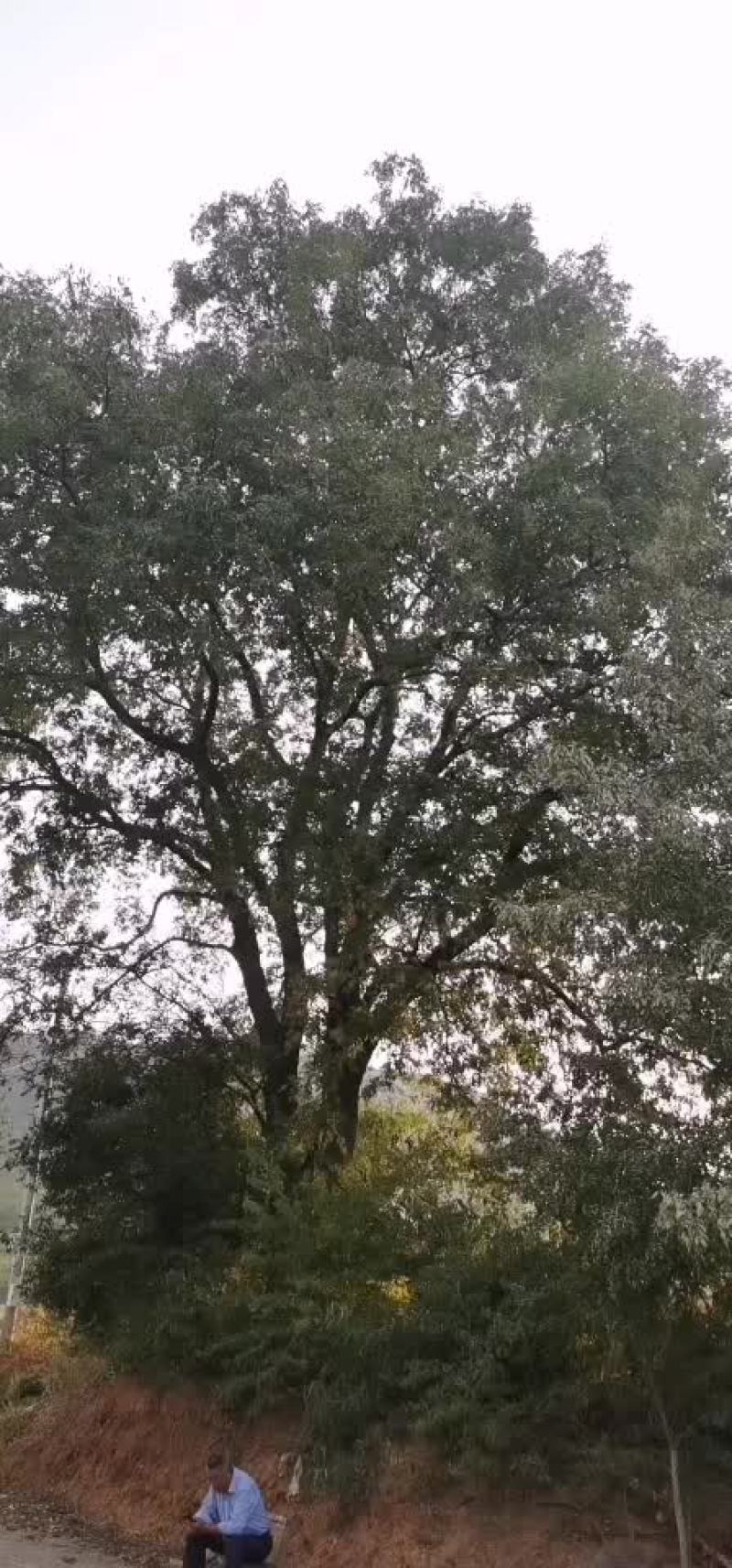 140公分黄连木