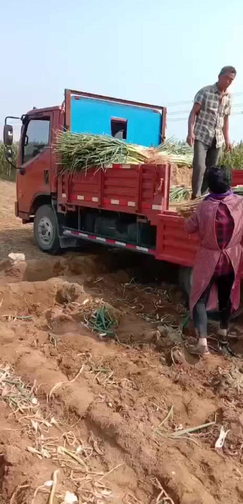 长白大葱联系人闫晓建