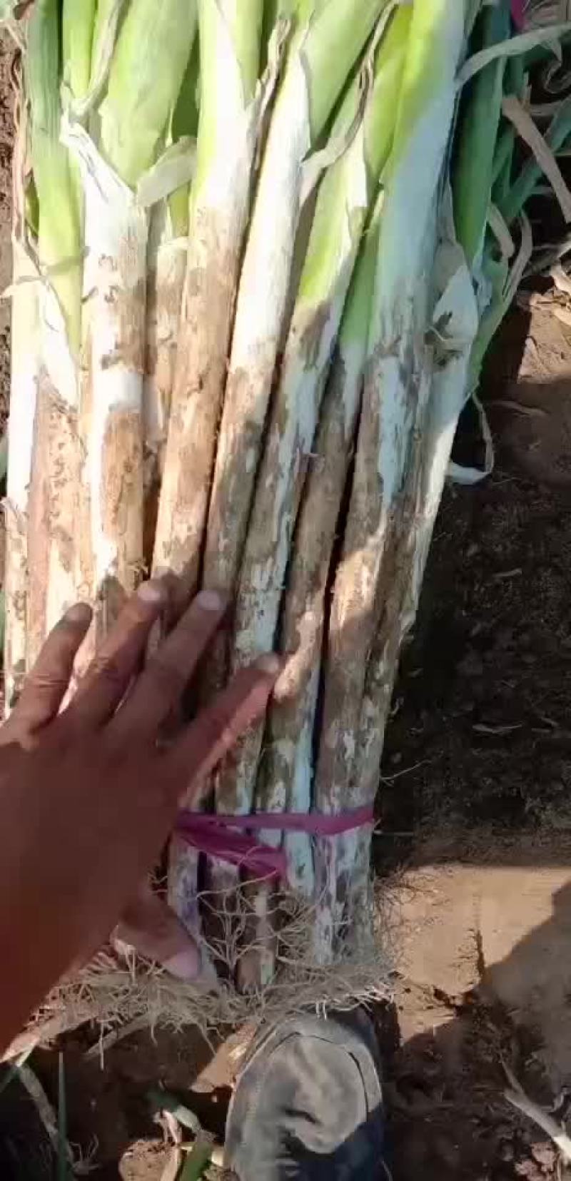 长白大葱联系人闫晓建