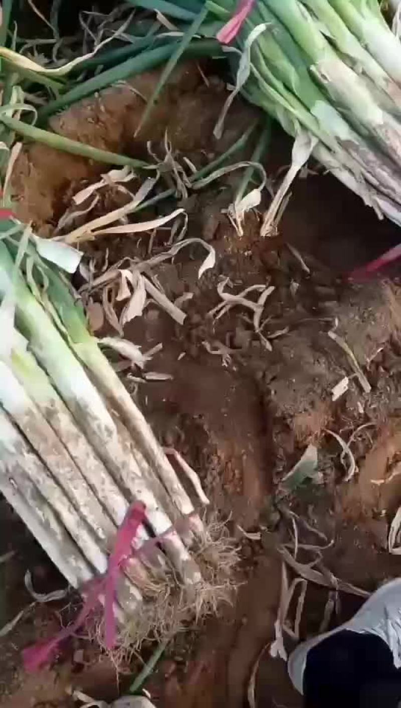 长白大葱联系人闫晓建