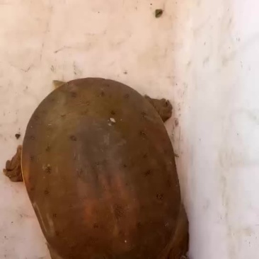 甲鱼