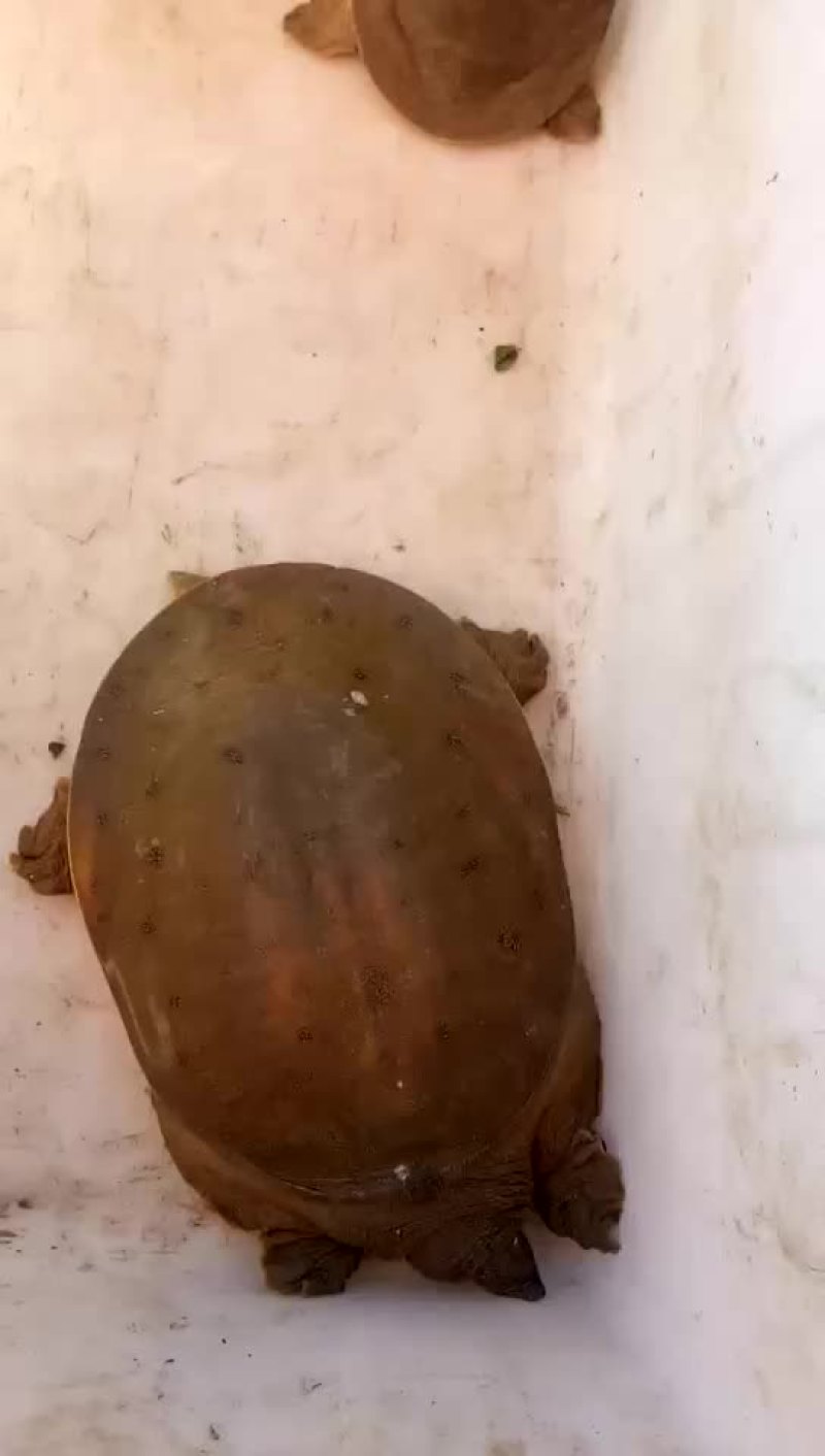 甲鱼