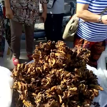 松蘑今年新货好货，优惠