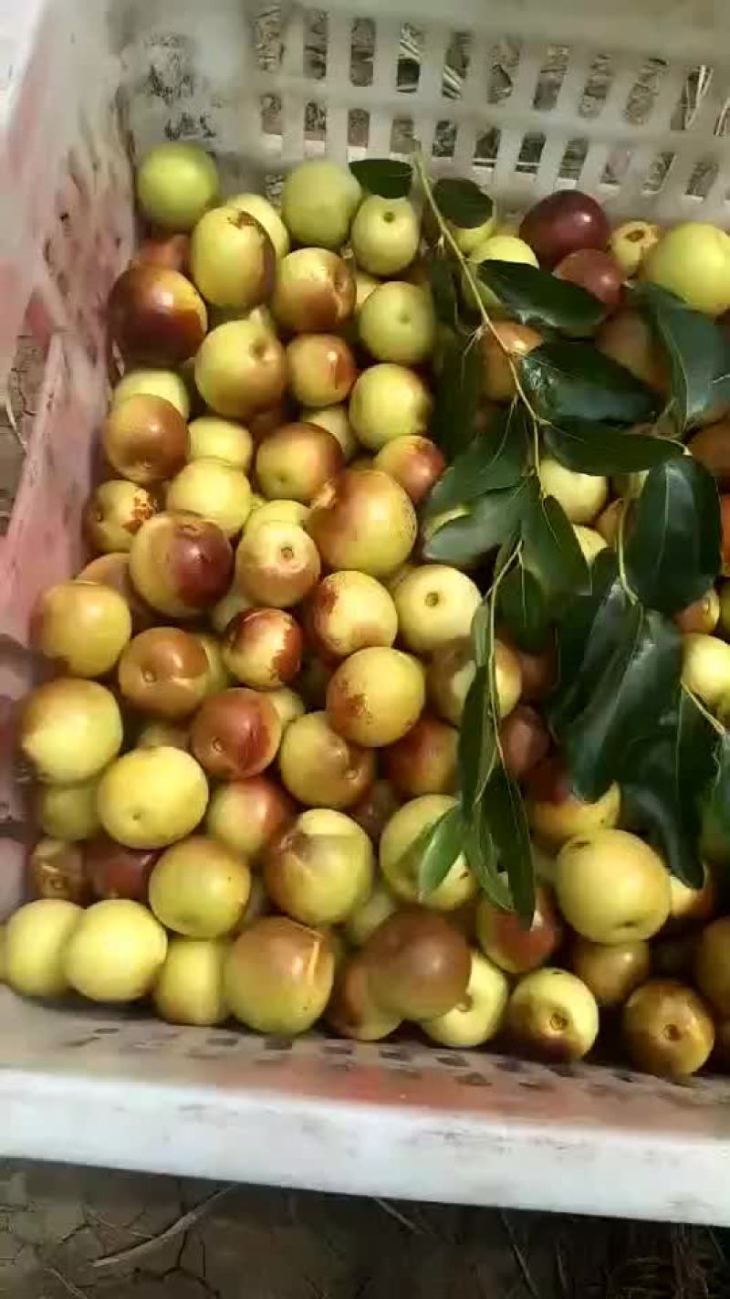 天津市静海区冬枣大量上市了口感颜色一流