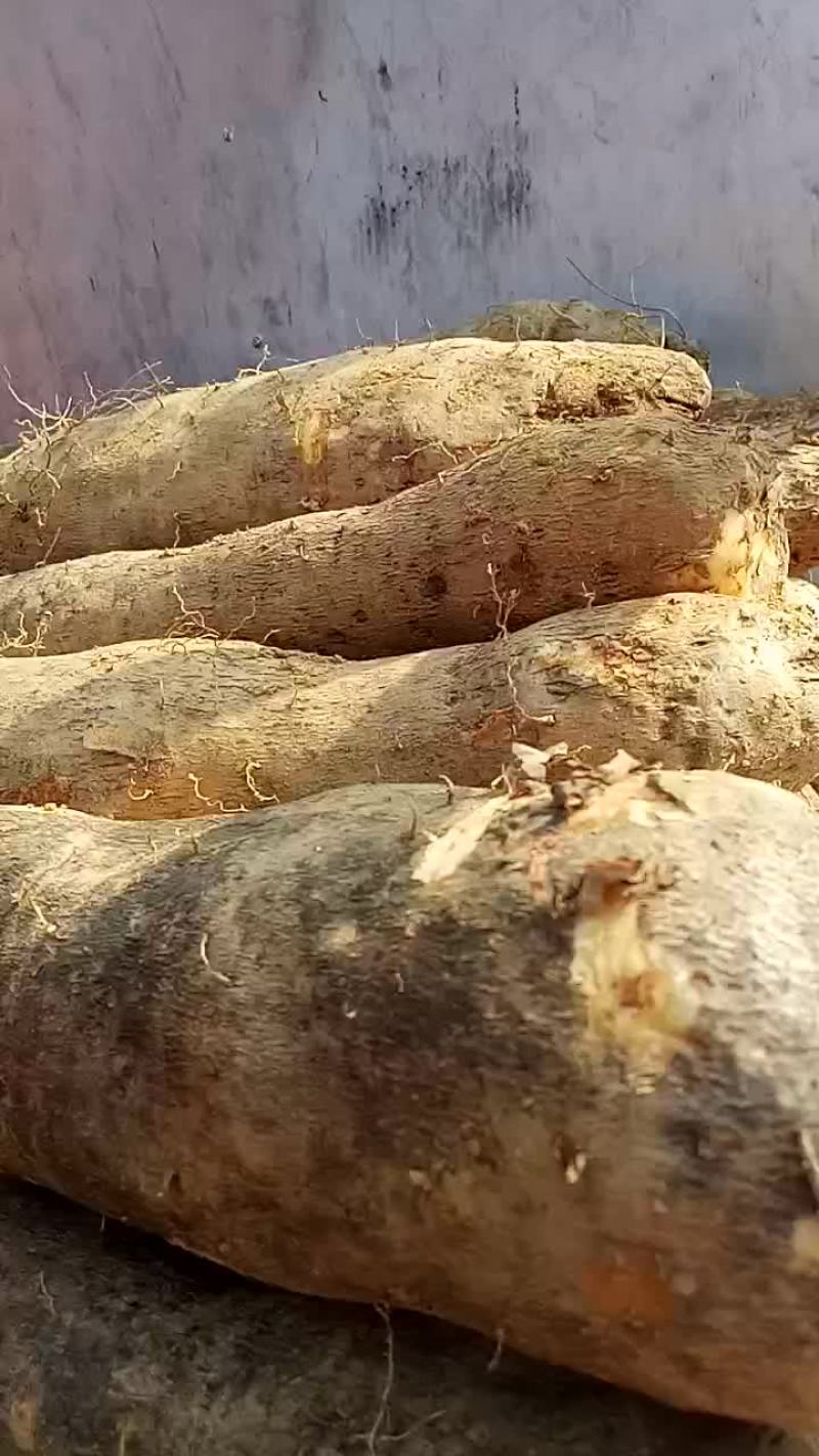 精品老山药山药，又绵又粉