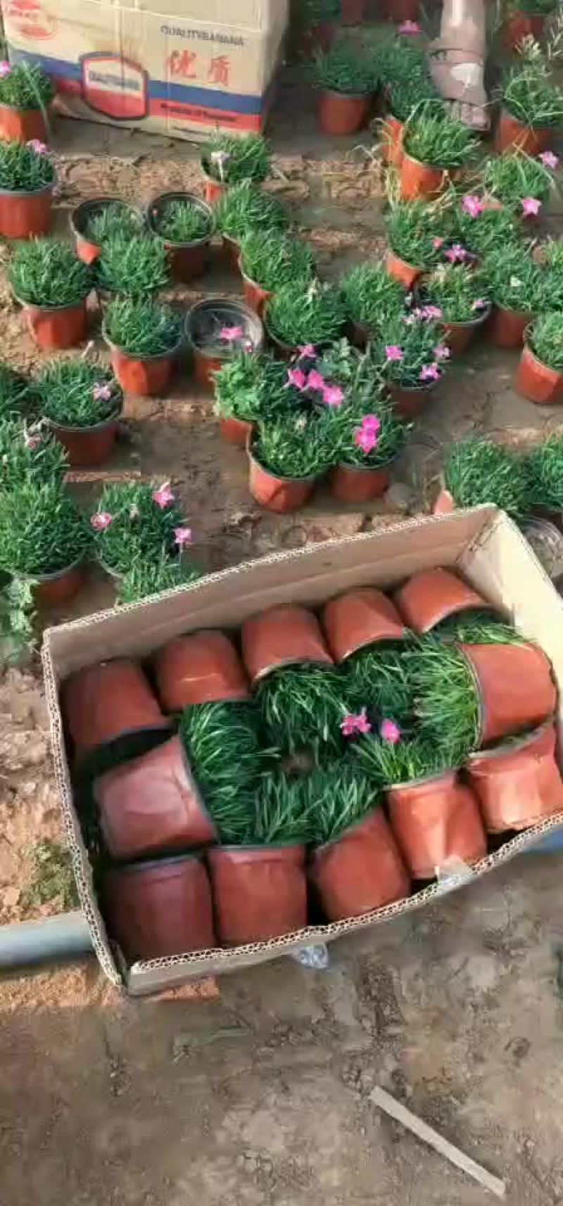 欧石竹