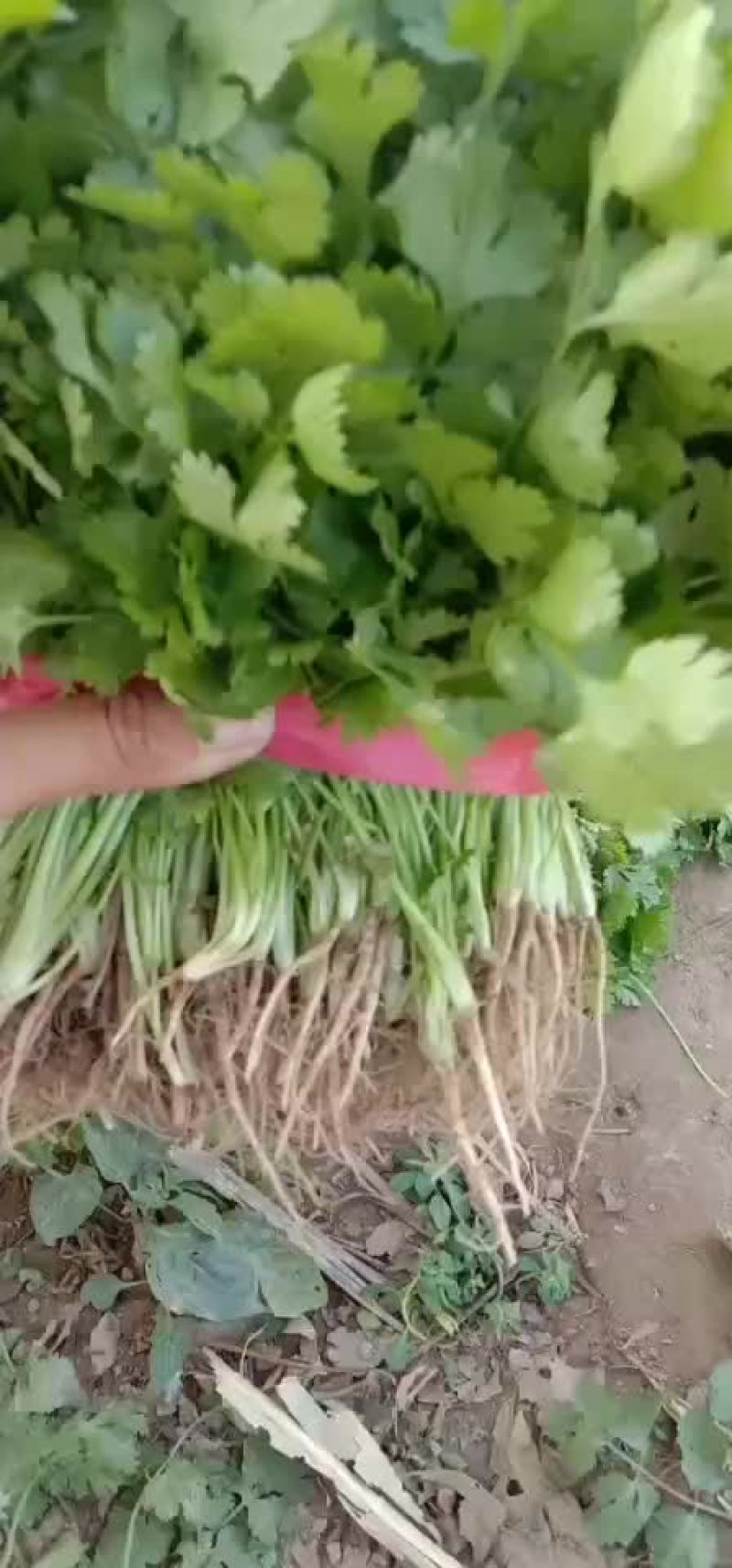 香菜