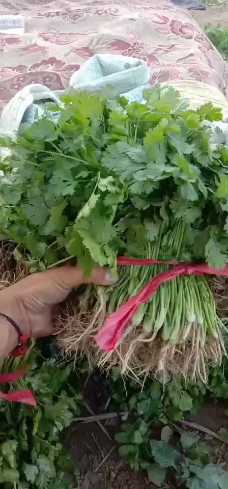 香菜