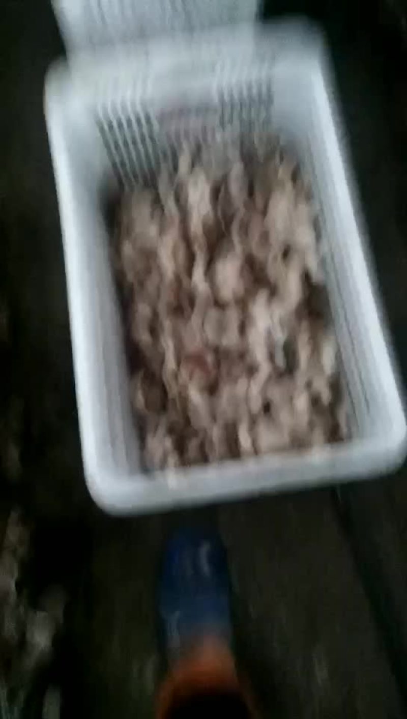 高山香菇香菇808