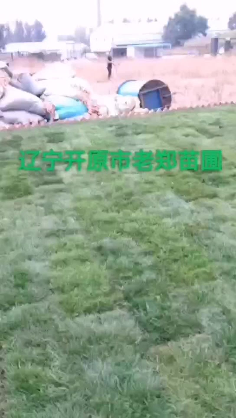 冷季节草坪