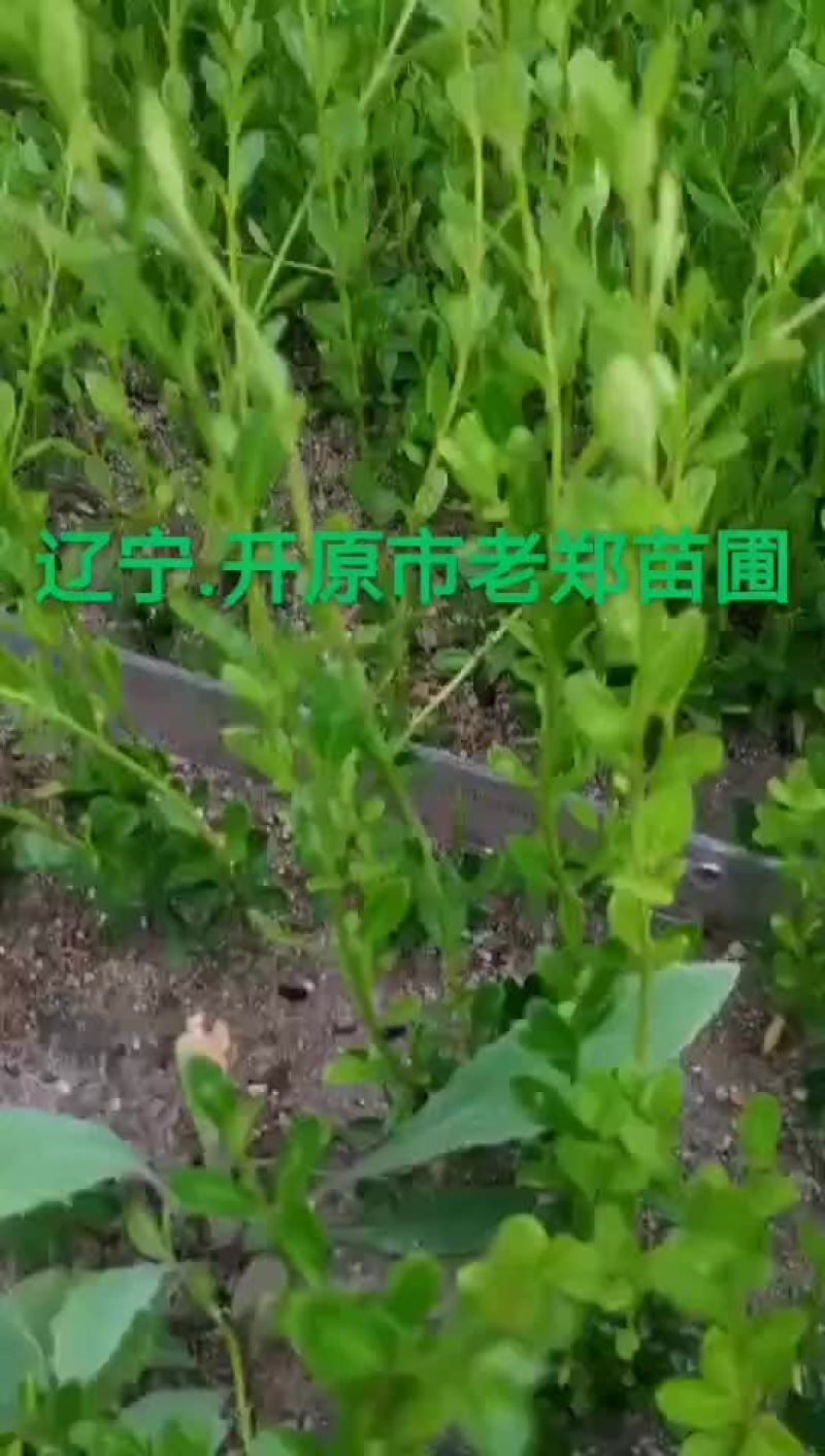 小叶黄杨树苗