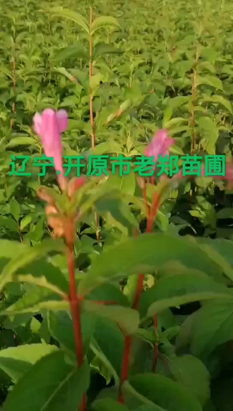 红王子锦带