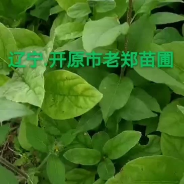 东北连翘小苗