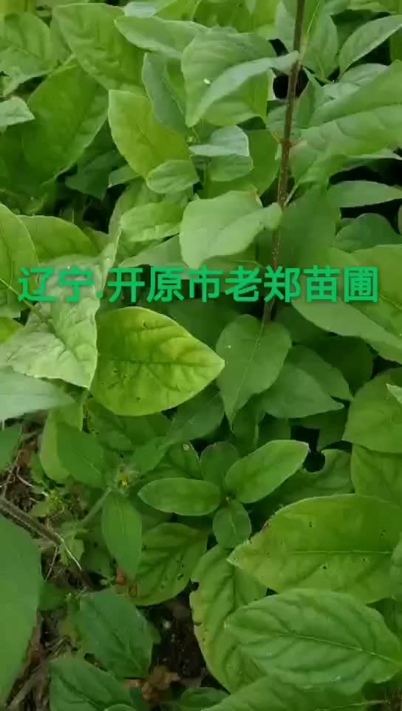 东北连翘小苗
