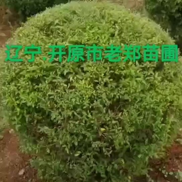 珍珠绣线菊球