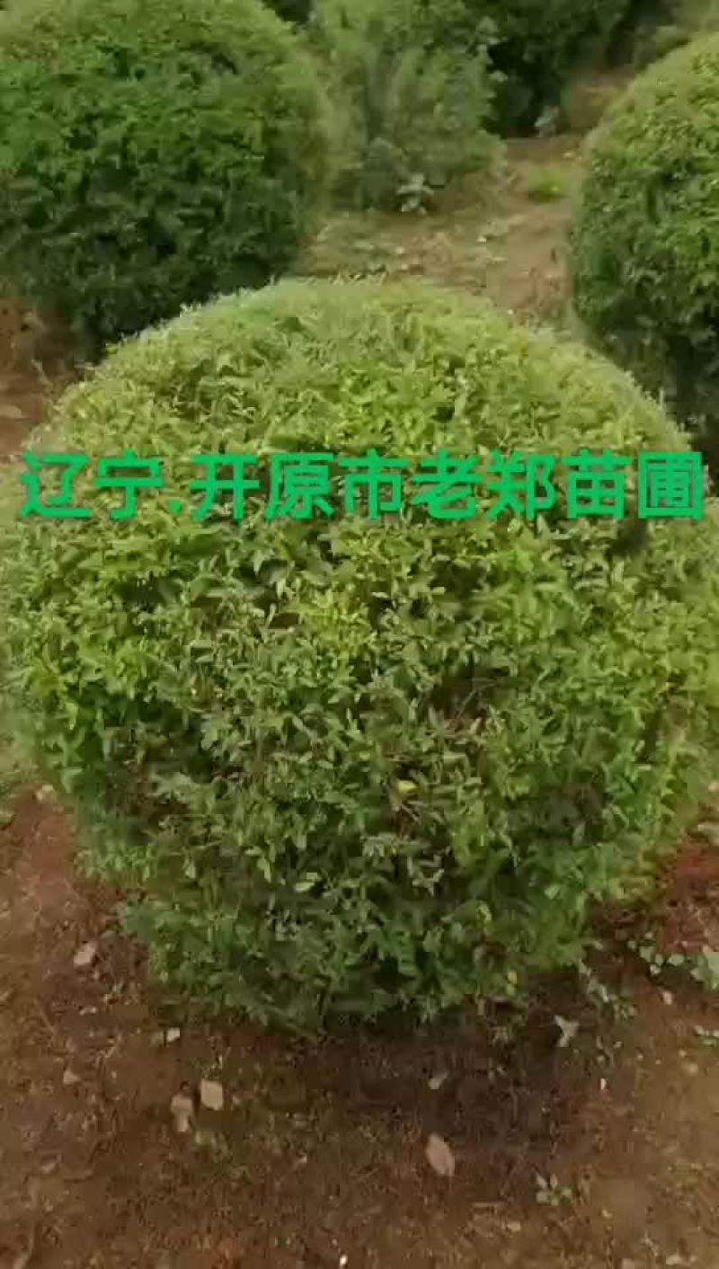 珍珠绣线菊球