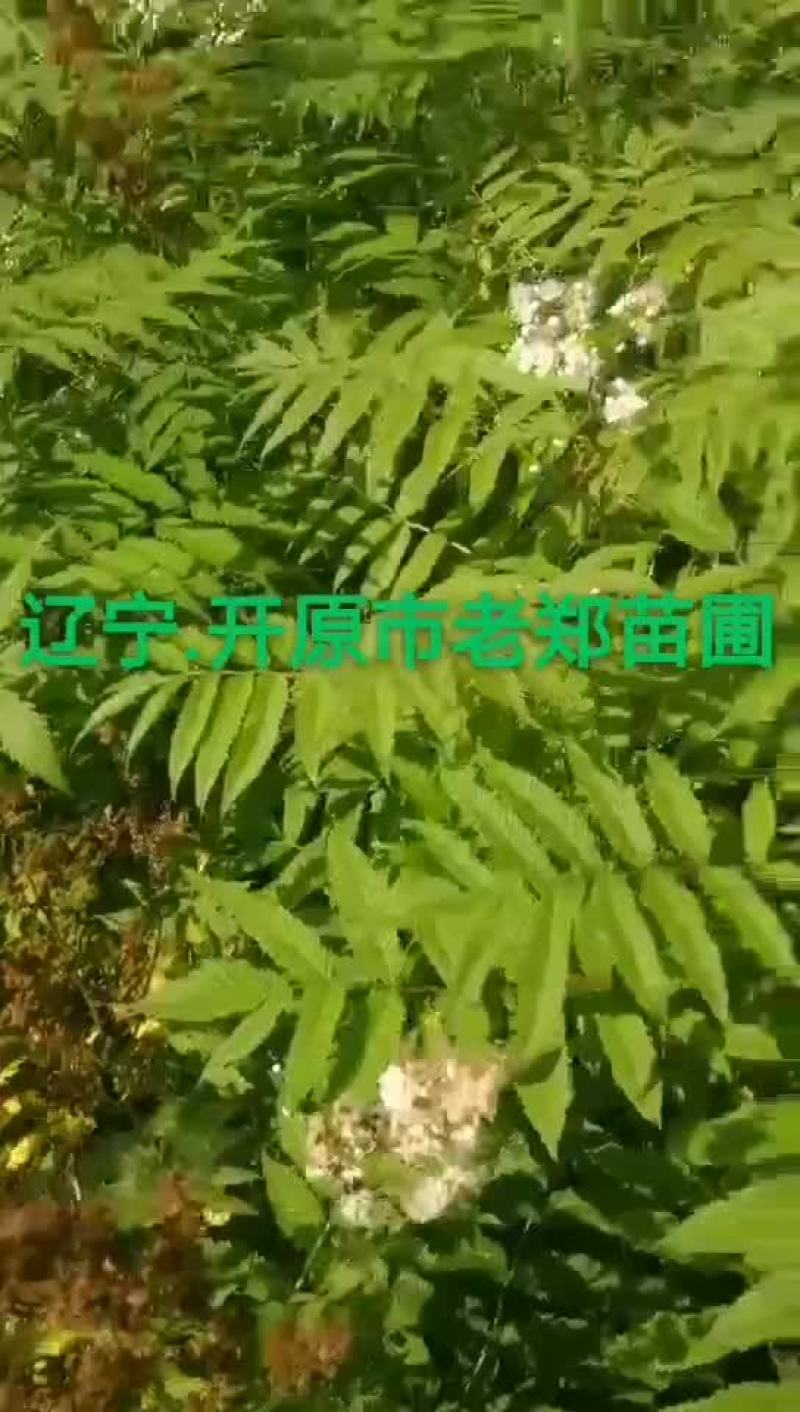 东北山梅花