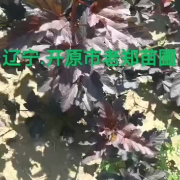 紫叶风箱果树苗