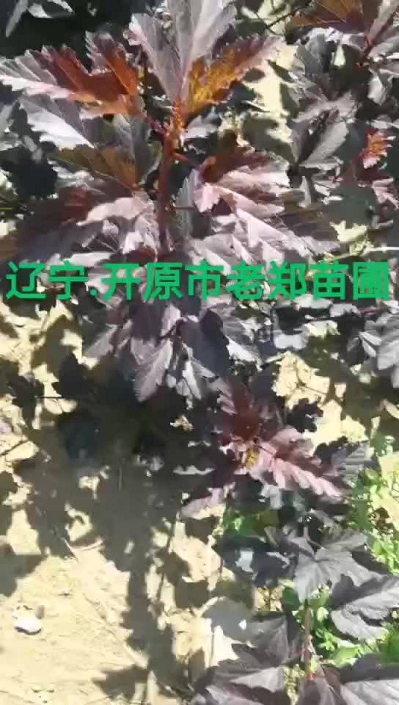 紫叶风箱果树苗