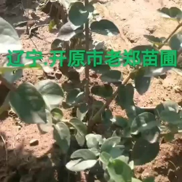 蓝叶忍冬
