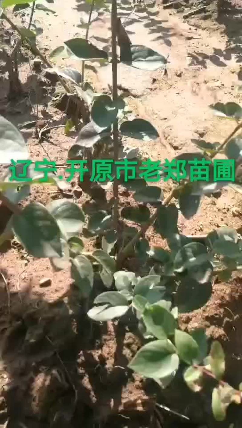 蓝叶忍冬