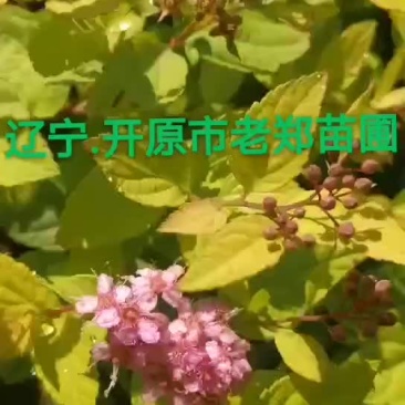 金山绣线菊