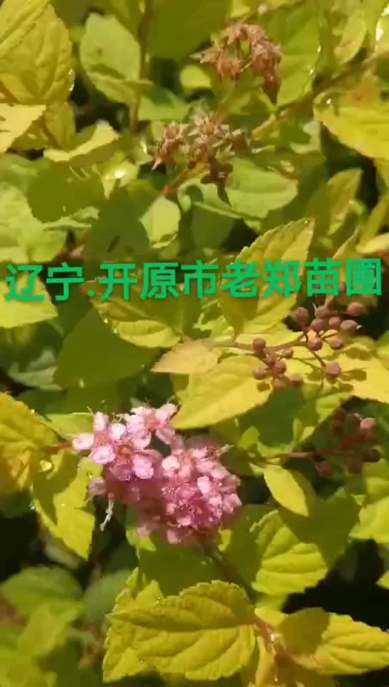 金山绣线菊