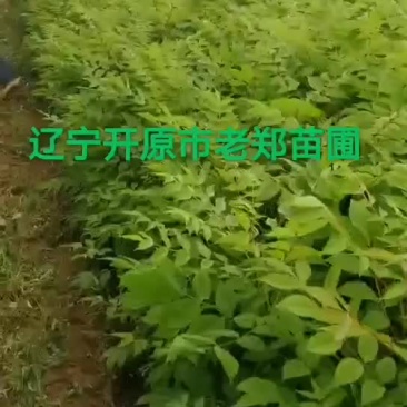 黄菠萝树苗