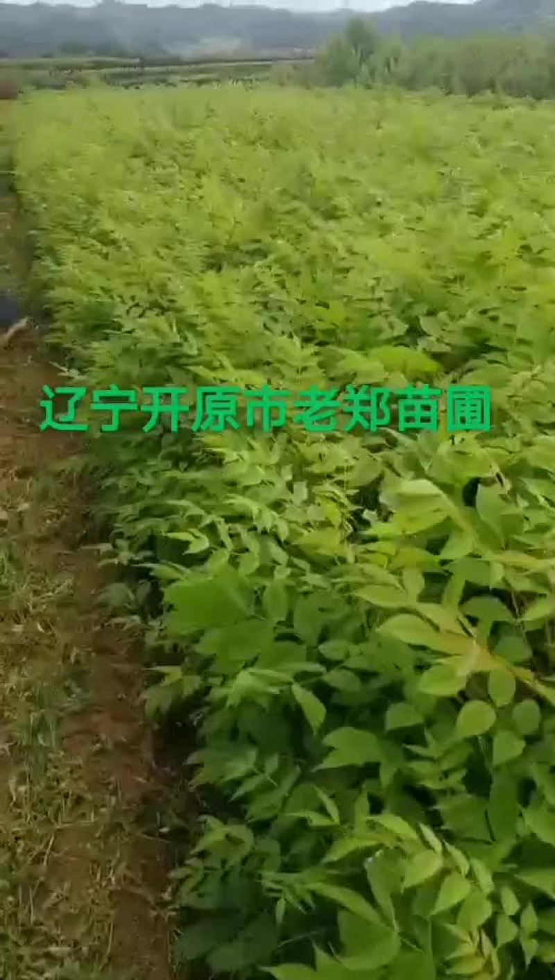 黄菠萝树苗