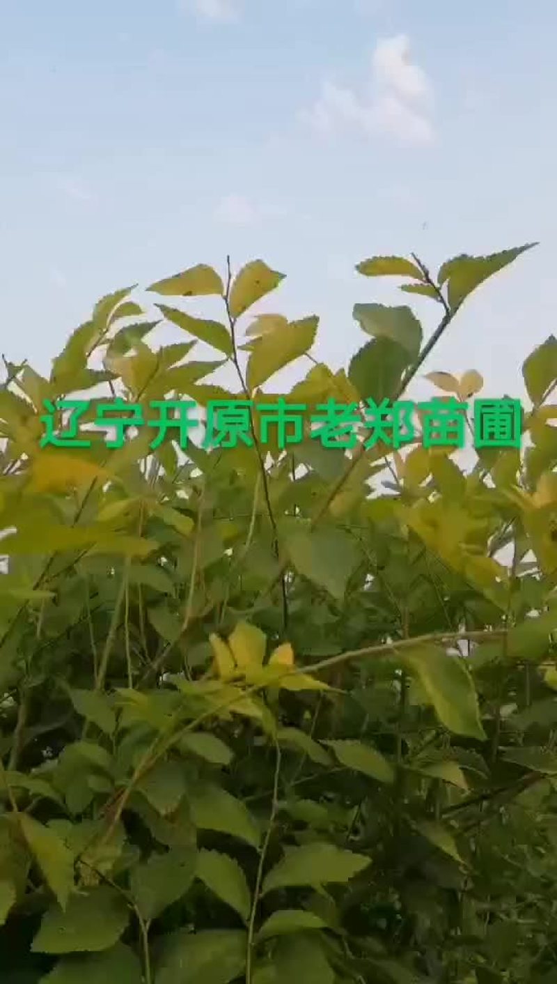 金叶榆造型树