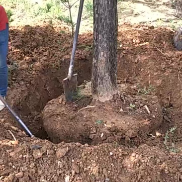 秋树