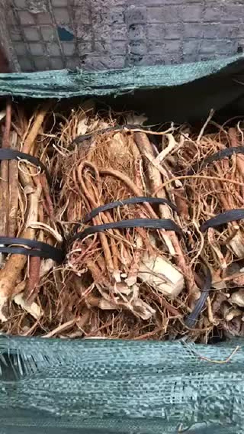 韶关野生五指毛桃足干无硫磺
