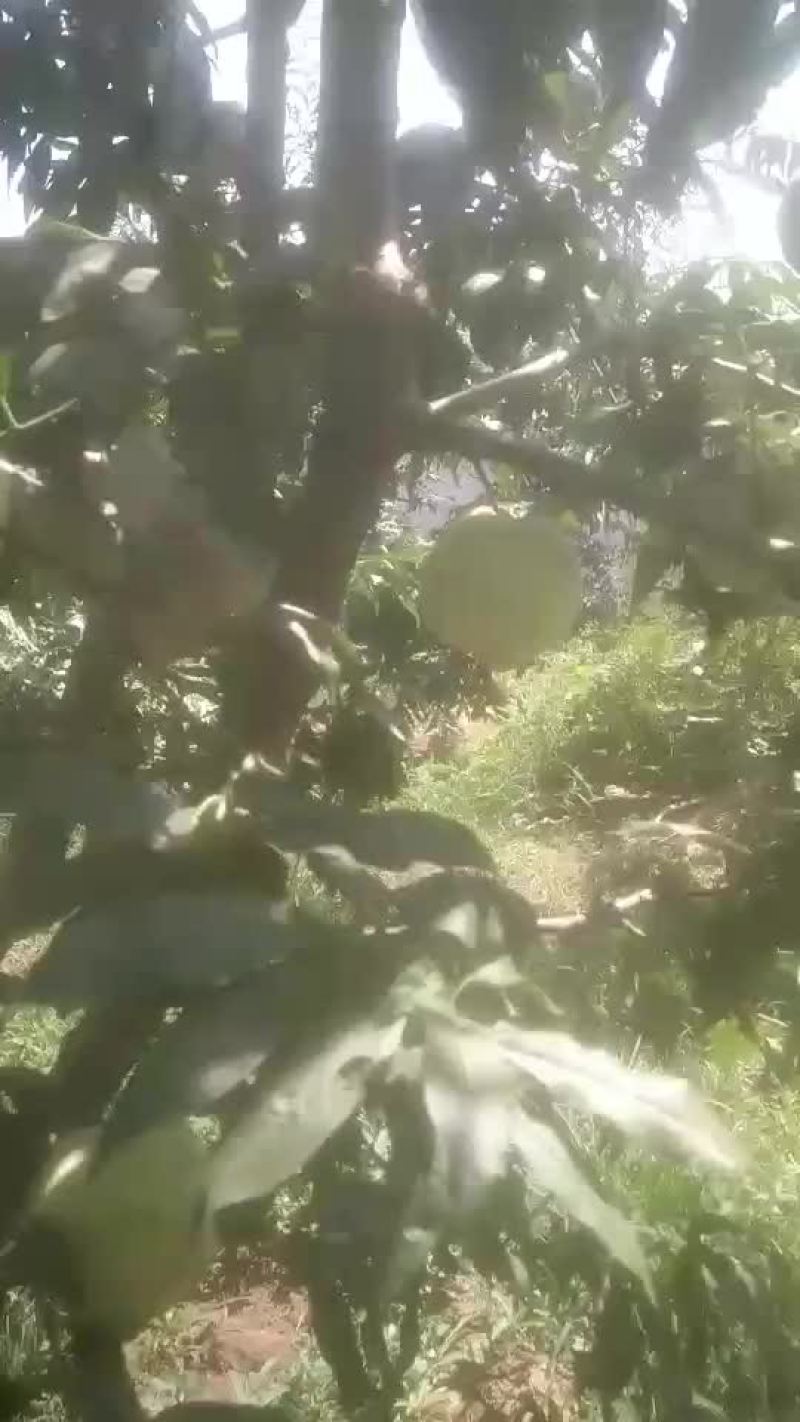 中华寿桃