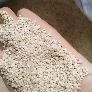 自己家种白芝麻