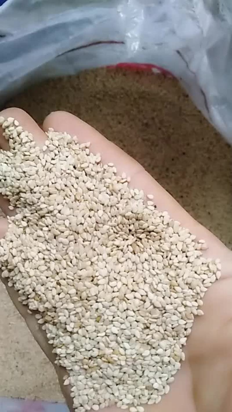 自己家种白芝麻