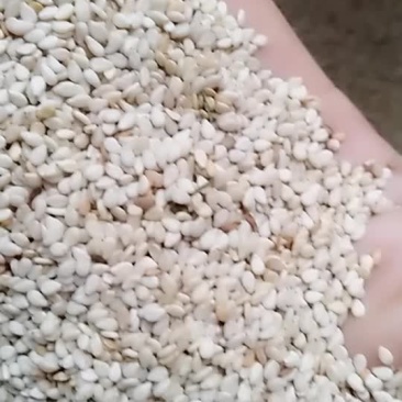白芝麻