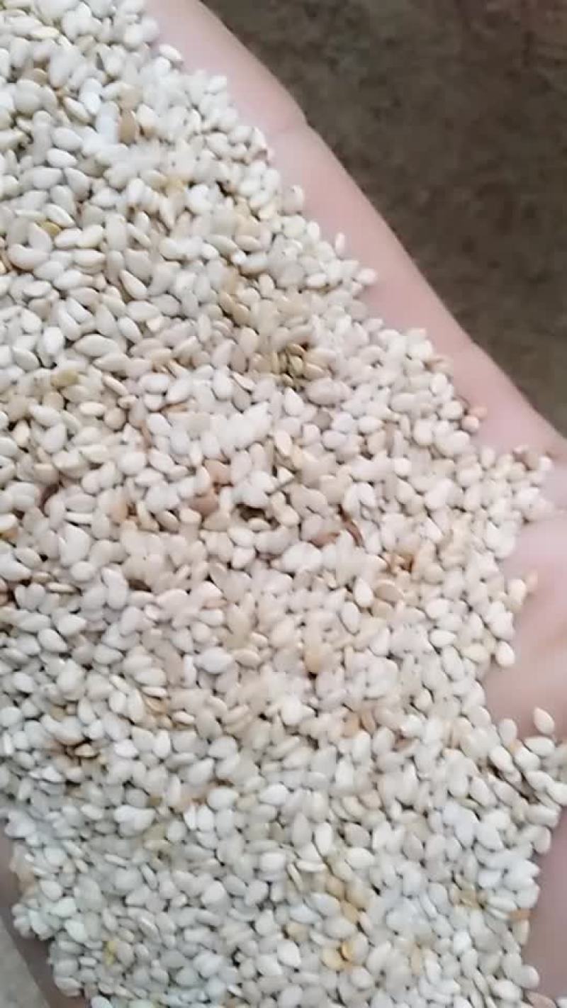 白芝麻
