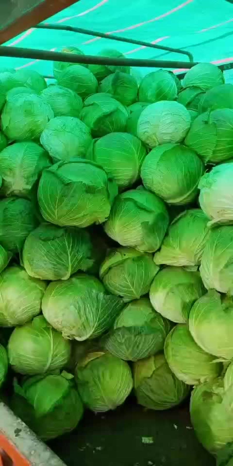 大圆苞菜价格便宜质量好。