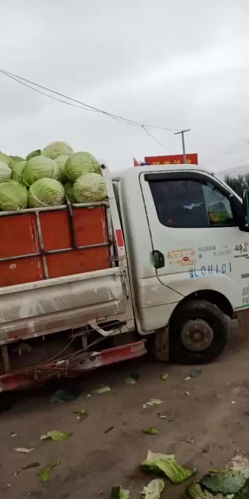大圆苞菜价格便宜质量好。