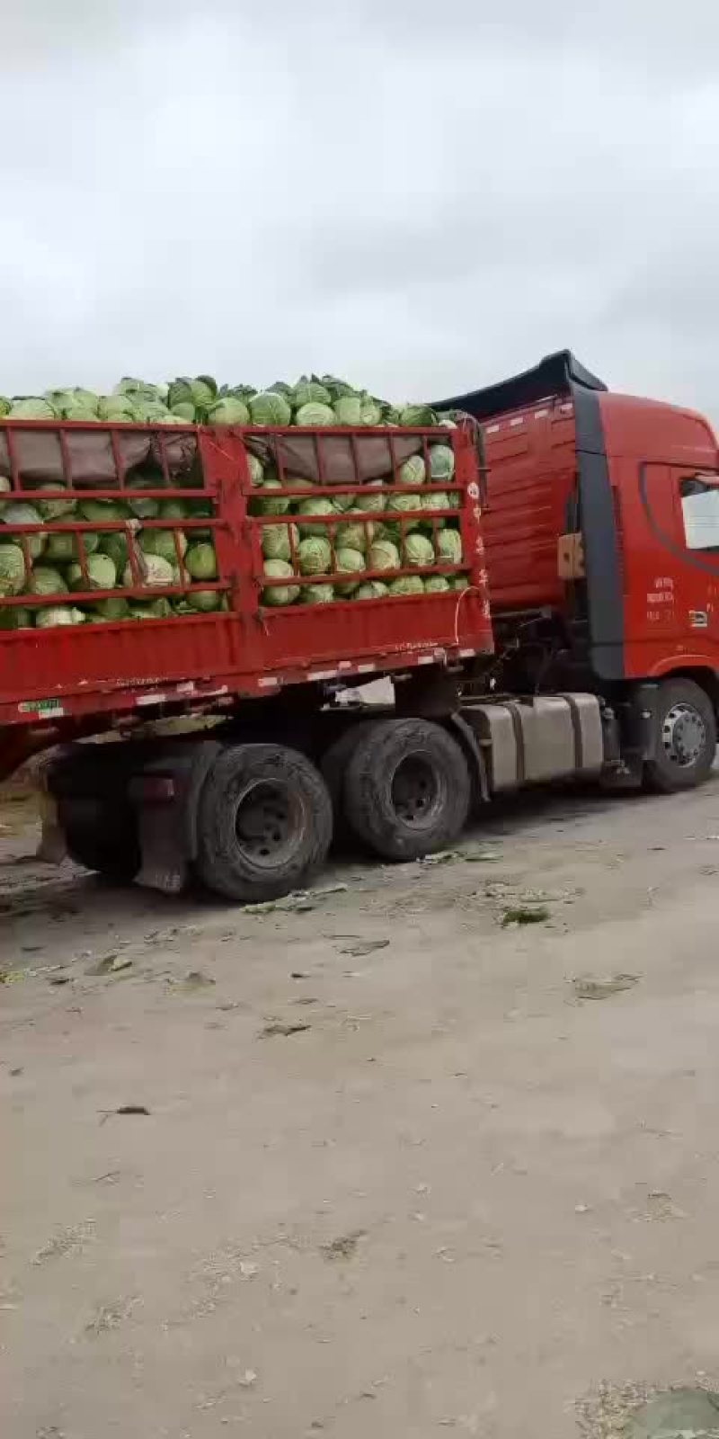 大圆苞菜价格便宜质量好。