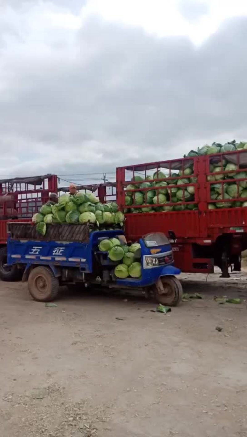 大圆苞菜价格便宜质量好。