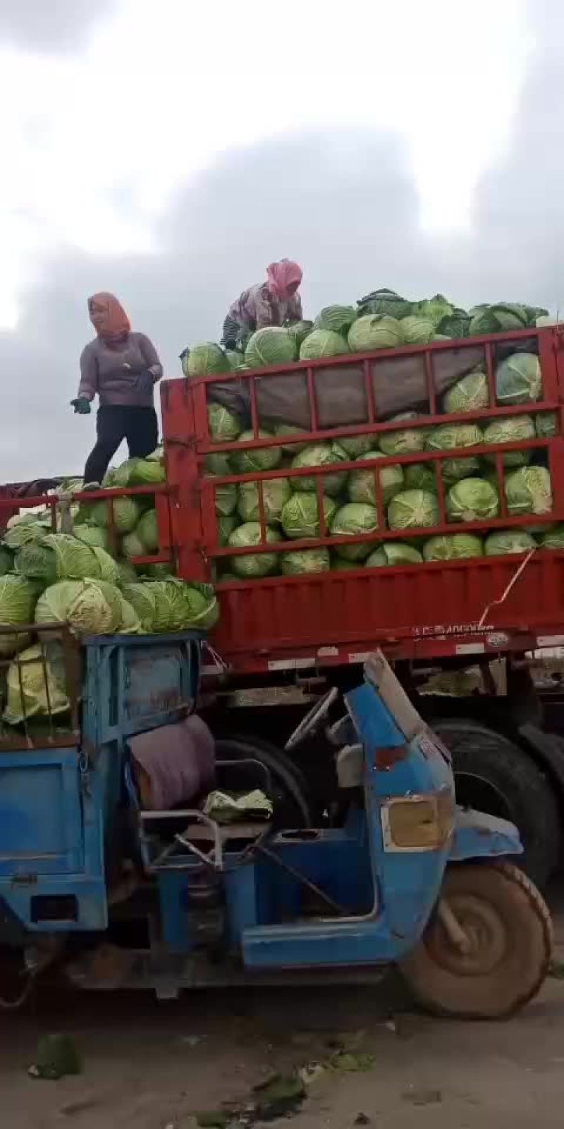 大圆苞菜价格便宜质量好。