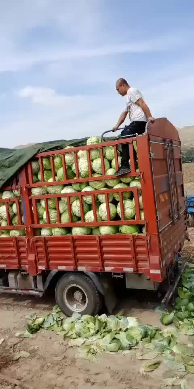 大圆苞菜价格便宜质量好。