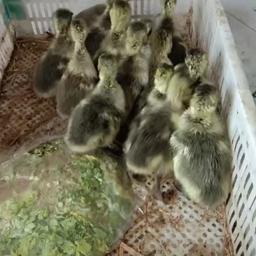 狮头鹅苗