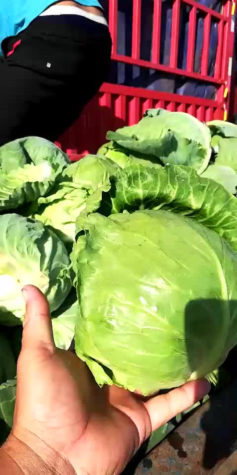 甘蓝