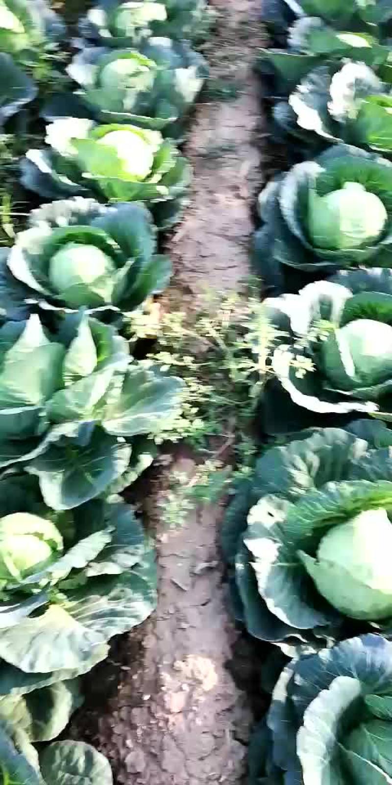 甘蓝